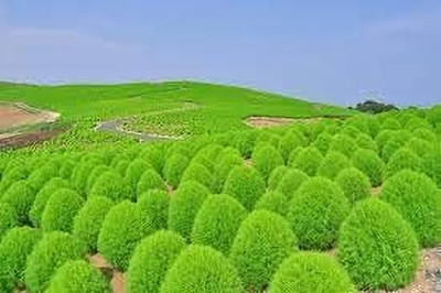 Lorvox Kochia Seed(70 per packet)