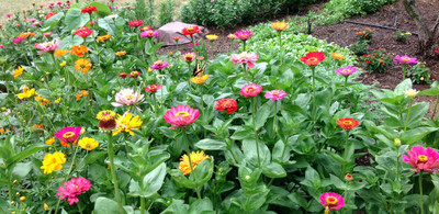 UGRA GIANT CALIFORNIA ZINNIA MIX Seed(10 per packet)