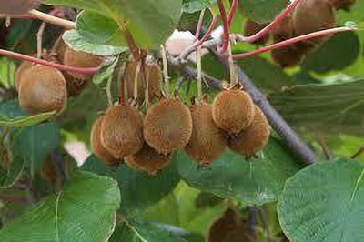 XOLDAA KIWI HYBRID F1 QUALITY FRUIT Seed(123 per packet)