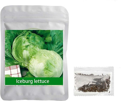Quentova Iceburg Lettuce 0.5gm-PALLAV-3E Seed(400 per packet)