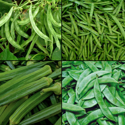 Urban Products Beans & Legumes Combo Seeds (Dolichos, Cluster Beans, Bhendi) 10g Each – 700+ Seed(40 g)