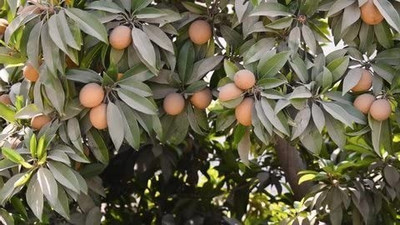 MAA Chikoo, Sapota, Chiku Seed(27 per packet)