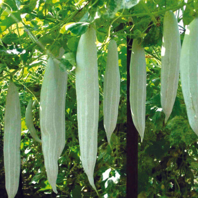 Quentova Organic Snake Gourd-CTU-5L Seed(25 per packet)