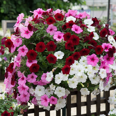 LIFELEX Petunia Dreams Ros Morn Flower Seed(40 per packet)