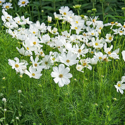 CYBEXIS XLR-23 - Purity White Cosmos Flower - (90 Seeds) Seed(90 per packet)