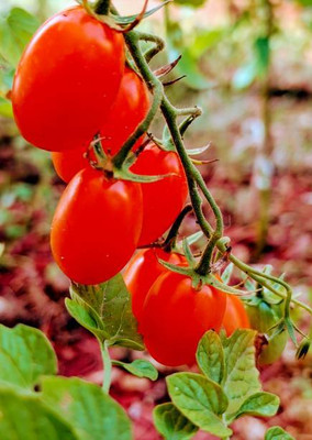 agrilabh tomato Seed(145 per packet)