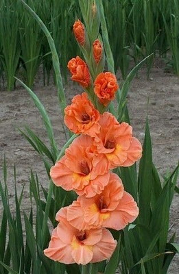 Lorvox Hollyhock Mix Flower Seed(30 per packet)