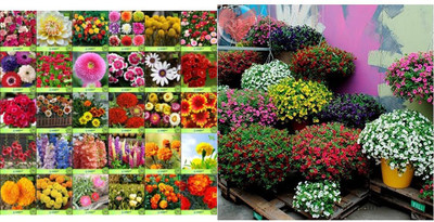 LPR MIX COMBO, FLOWER COMBOO Seed(15 per packet)