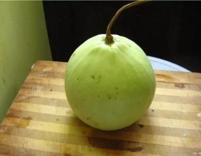 MAA Bottle Gourd round, Kaddu, Lauki Seed(37 per packet)