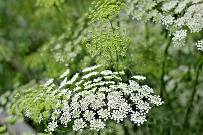 VibeX NBIR-25 - Ammi Majus - Bishop's Weed/Wild Carrot - (540 Seeds) Seed(540 per packet)