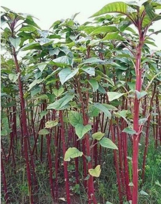 SUPRIKAM High Yield DESI Danta/SURER DANTA/DATA SHAK (ডাটাশাক) Seed(250 per packet)