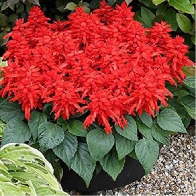 TRICONE Salvia Red Color Flower Seeds For Home Gardening 20 Seeds Pack SR41 Seed(20 per packet)