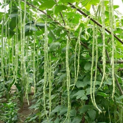 KNESSiN Cowpea Beans Seed(400 per packet)