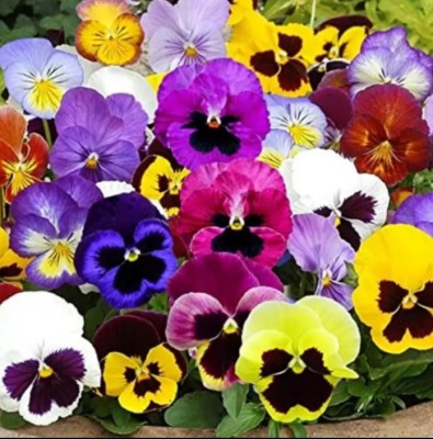 OGIVA Pansy Flower Seeds – Swiss Giant Mix Seed(500 per packet)