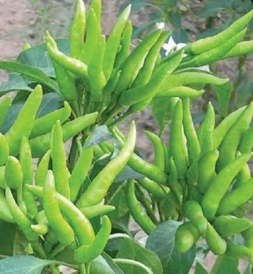 LPR CHILLI,HARI MIRCHI Seed(50 per packet)