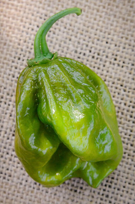 KNESSiN High Germination Evergreen Hot Pepper Vegetable Seeds For Planting-(1200 Seeds) Seed(1200 per packet)