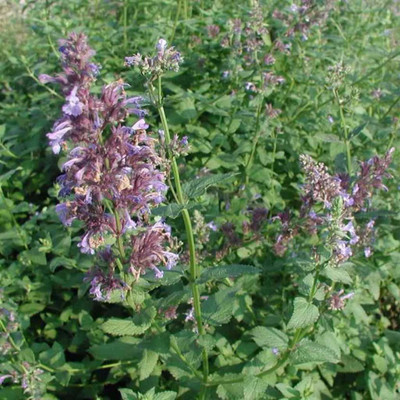 WILLVINE GUA-143 Greek Catnip(Corchorus olitorius) Seed(1000 per packet)