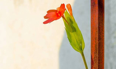 VISHSHUBH kanakambaram-firecracker-crossandra Seed(21 per packet)