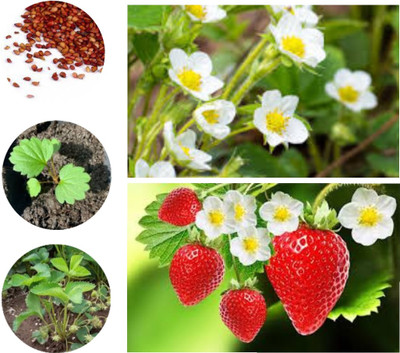 seedx Strawberry Seed(150 per packet)
