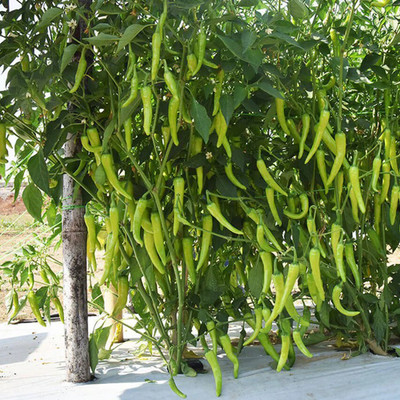SREE Hybrid chilli,Hybrid mirchi,bullet mirchi, Seed(180 per packet)