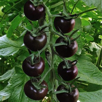 KNESSiN MAX-43 Small Tomato Seed(200 per packet)