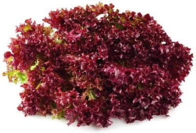 Aywal Organic Lactuca Sativa Iceberg Lettuce Seed(375 per packet)