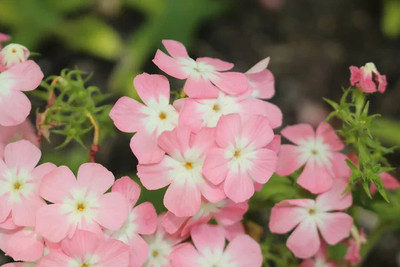 XOLDA Exotic phlox twinkle Seed(15 per packet)