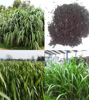 ibains Smart nepiar grass seed beez 500 Seed(500 per packet)