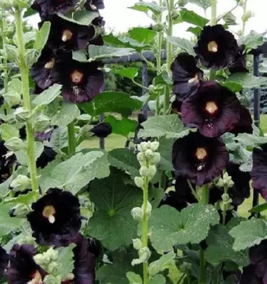 wequality Mix colour hollyhock flower seeds for hpome garden Seed(60 per packet)