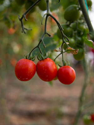 Madhav Pragya Agro tomato Seed(105 per packet)