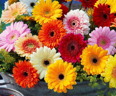 Aywal Exotic Gerbera Mix Flower Seed(90 per packet)
