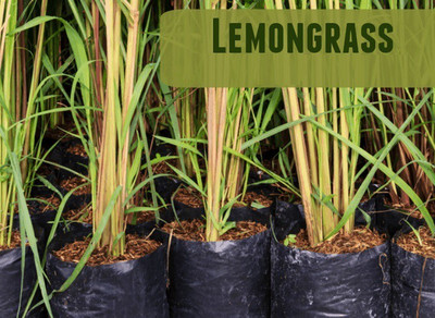 CYBEXIS XLR-74 - Lemon Grass/Lemongrass - (2250 Seeds) Seed(2250 per packet)