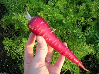 Qualtivate RES-8A Atomic Red Carrot Seeds Seed(300 per packet)