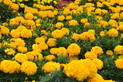 SS ONLINE marigold/gende ka phool flower seeds Seed(50 per packet)