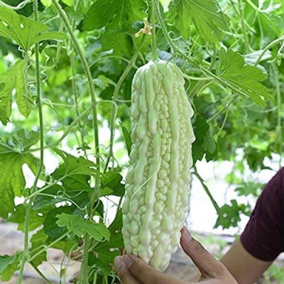 CYBEXIS XL-46 - Bitter Gourd White Pearl Balsam Pear Melon - (300 Seeds) Seed(300 per packet)