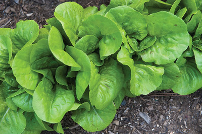 CYBEXIS VXI-19 - Bibb Lettuce - (1350 Seeds) Seed(1350 per packet)