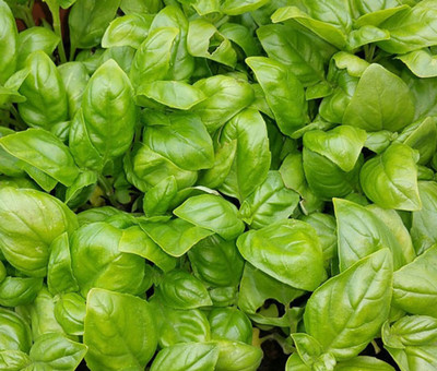 Quentova Basil Italian Large Leaf Ocimum Basilicum-NCS Seed(250 per packet)