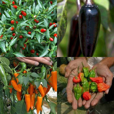 ibains F1 hybrid 3 varieties chilli plant seed 380 Seed(380 per packet)
