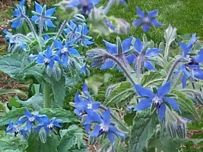 CYBEXIS VXI-19 - Certified Organic Borage - (1350 Seeds) Seed(1350 per packet)