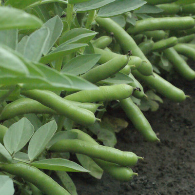 WANCY Broad Bean s- DAY Monica. Seed(25 per packet)
