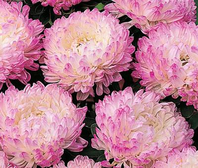 Lorvox Aster Hybrid Flower Seed(10 per packet)