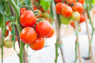 KISHORI CREATIONS tomato Seed(55 per packet)