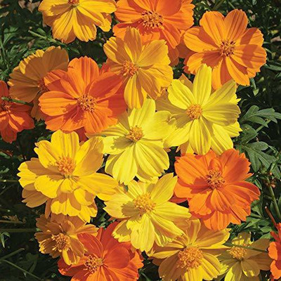 CYBEXIS LX-81 - COSMOS BRIGHT LIGHT MIXED FLOWER - (270 Seeds) Seed(270 per packet)