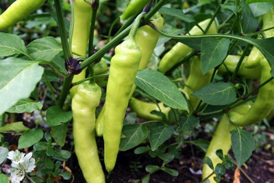 Farmonix Sweet Banana Pepper Seed(300 per packet)