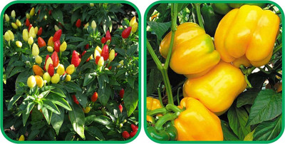 WILLVINE AGRI -X Capsicum Yellow And Ornamental Chilli[50gm, 10000 Seeds] Seed(10000 per packet)