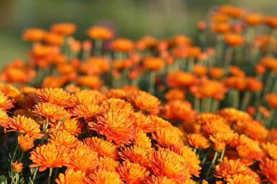 CRGO CALENDULA Seed(15 per packet)