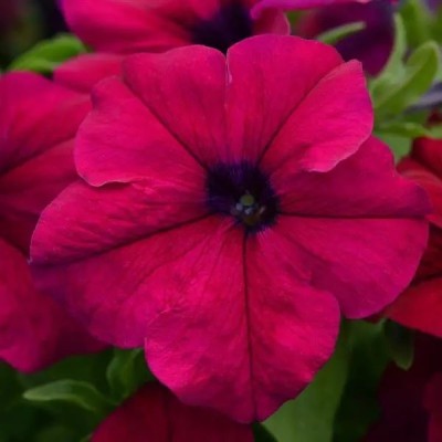 WHADE Burgundy Petunia Seed(70 per packet)