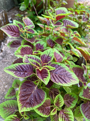 Qualtivate PUA-3A Striped Red Spinach for Planting Seed(300 per packet)