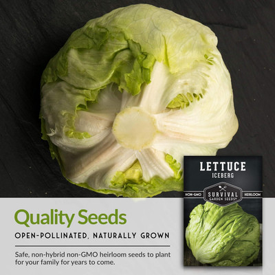 Qualtivate XLL-258 Iceberg Lettuce Seed for Planting Seed(200 per packet)