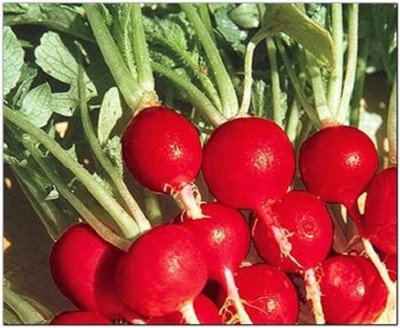 CYBEXIS LXI-73 - Champion Radish - (750 Seeds) Seed(750 per packet)